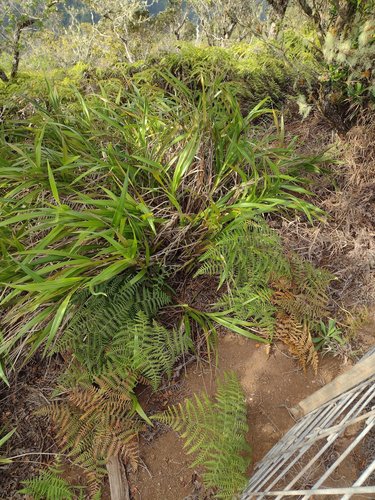 'uki'uki (Dianella sandwicensis)