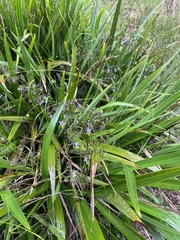 'uki'uki (Dianella sandwicensis)