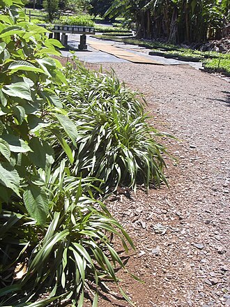 'uki'uki: Dianella sandwicensis (habit). Location: Maui, Hoolawa Farms