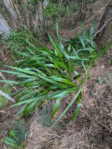 'uki'uki (Dianella sandwicensis)