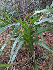 'uki'uki (Dianella sandwicensis)