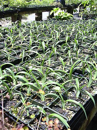 'uki'uki: Dianella sandwicensis (in pots). Location: Maui, Hoolawa Farms