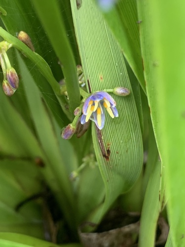 'uki'uki (Dianella sandwicensis)