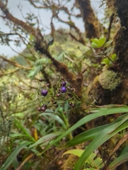 'uki'uki (Dianella sandwicensis)