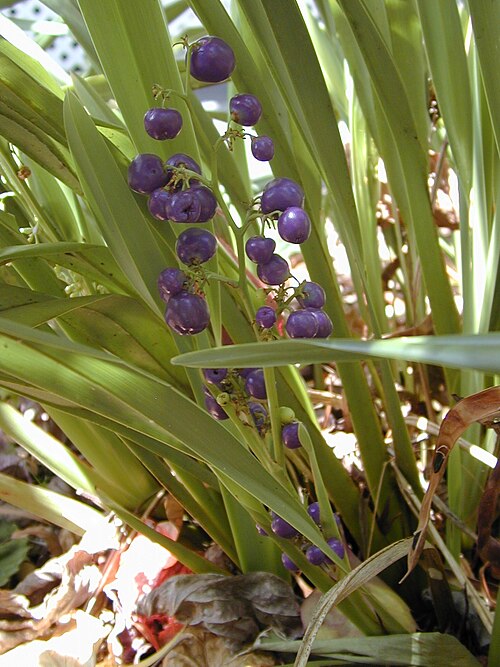 'uki'uki: Dianella sandwicensis (fruits). Location: Maui, Makawao