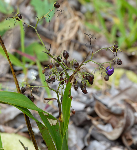 'uki'uki (Dianella sandwicensis)