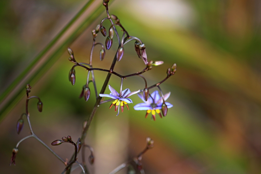 Dianella tasmanica (Dianella tasmanica)