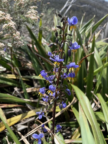 Dianella tasmanica (Dianella tasmanica)
