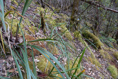 Dianella tasmanica (Dianella tasmanica)