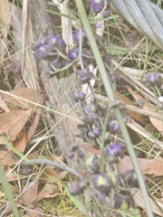 Dianella tasmanica (Dianella tasmanica)