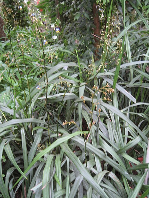 Dianella tasmanica: Dianella tasmanica - Blüte - Bot. Garten Berlin Dahlem