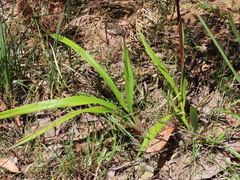 Dianella tasmanica (Dianella tasmanica)