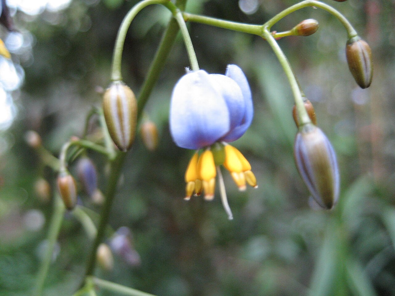 Dianella tasmanica: Dianella tasmanica - Blüte - Bot. Garten Berlin Dahlem