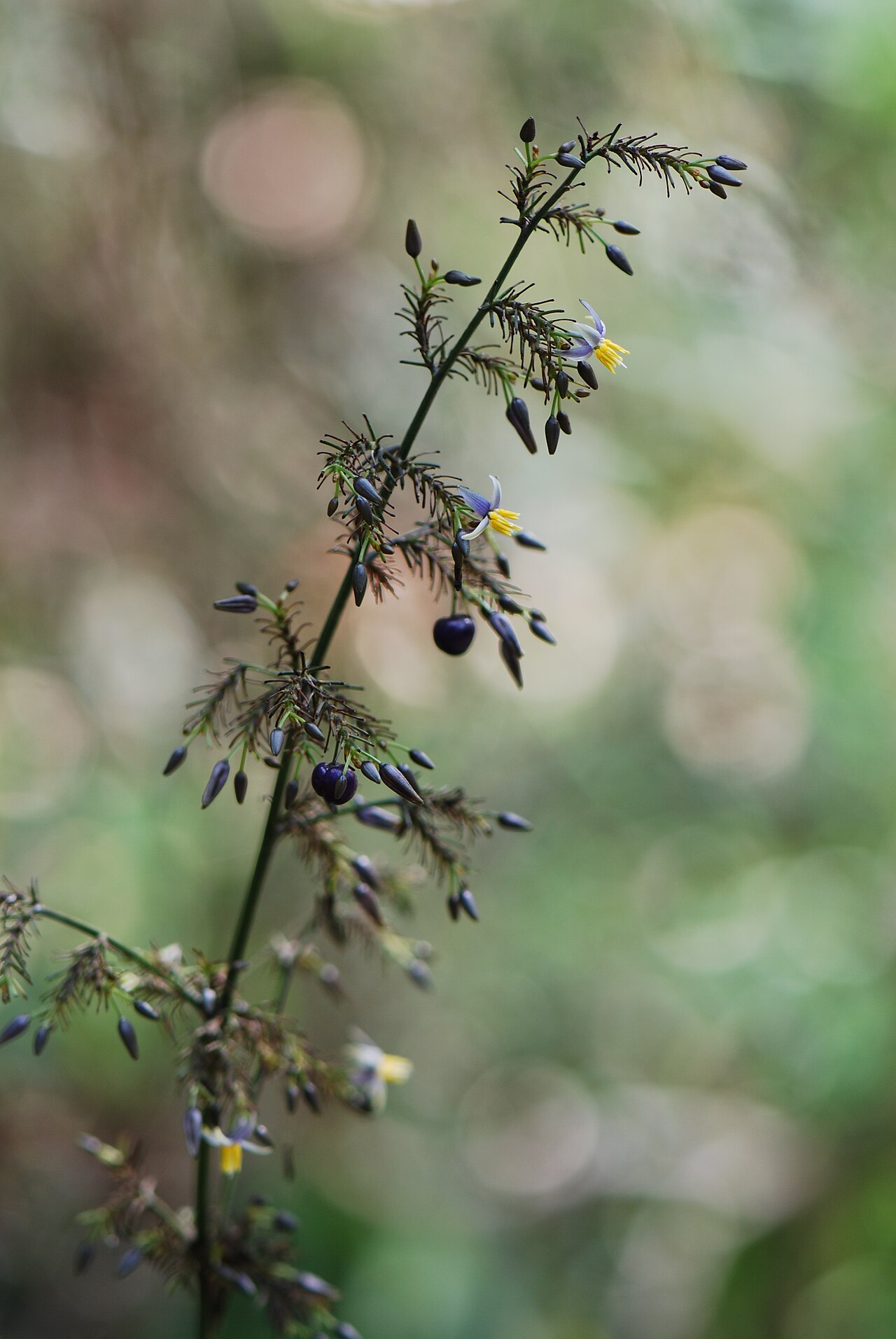 Dianella tasmanica (Dianella tasmanica)