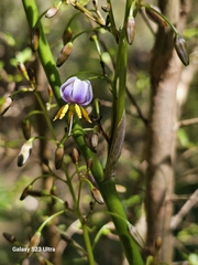 Dianella tasmanica (Dianella tasmanica)