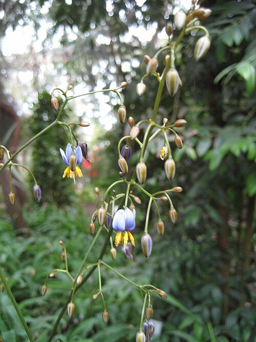 Dianella tasmanica: Dianella tasmanica - Blüte - Bot. Garten Berlin Dahlem