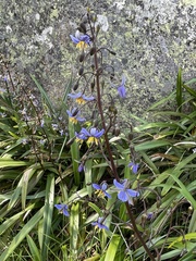 Dianella tasmanica (Dianella tasmanica)
