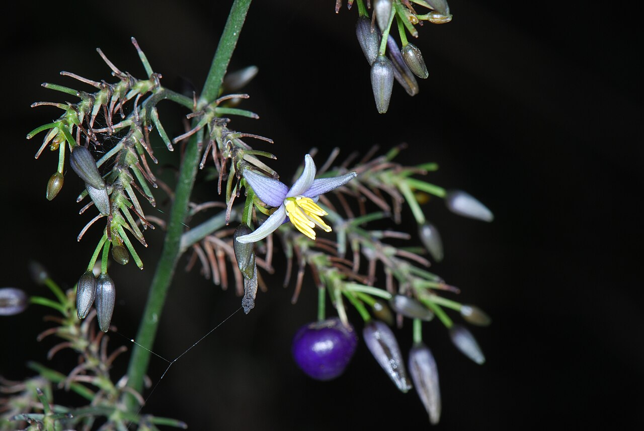 Dianella tasmanica (Dianella tasmanica)