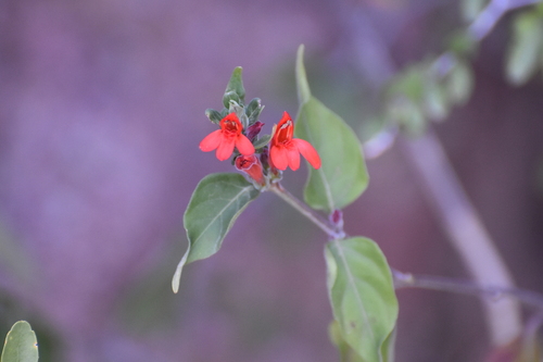 Arizona water-willow (Dianthera candicans)