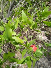 Arizona water-willow (Dianthera candicans)