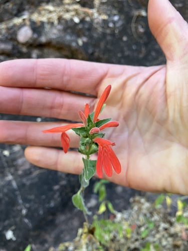Arizona water-willow (Dianthera candicans)