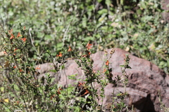 Arizona water-willow (Dianthera candicans)