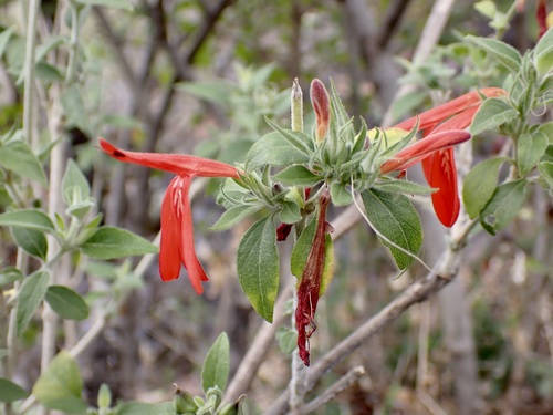 Arizona water-willow (Dianthera candicans)