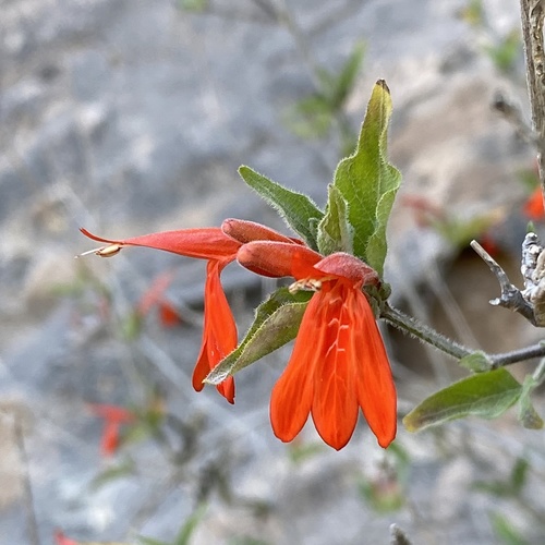 Arizona water-willow (Dianthera candicans)
