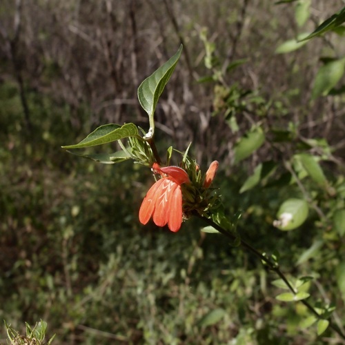 Arizona water-willow (Dianthera candicans)