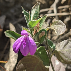 Dianthera incerta: Cropped photo of Justicia austrocapensis, a plant native to Baja California Sur.