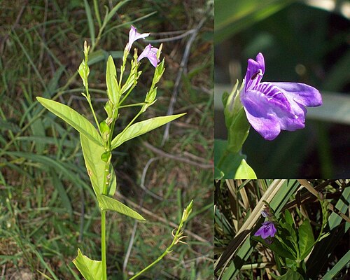 Dianthera laevilinguis: Justicia laevilinguis . Acanthaceae. Fotos tomadas entre pajonal al margen del Río Negro en Palmar, departamento de Soriano, Uruguay.
