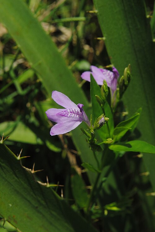 Dianthera laevilinguis: Justicia laevilinguis . Acanthaceae. Fotos tomadas entre pajonal al margen del Río Negro en Palmar, departamento de Soriano, Uruguay.