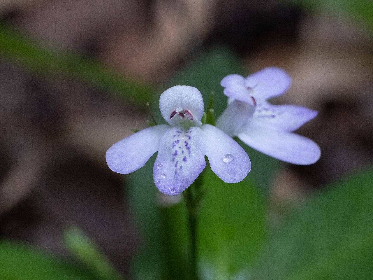 Looseflower water-willow: Justicia ovata ovata in the United States