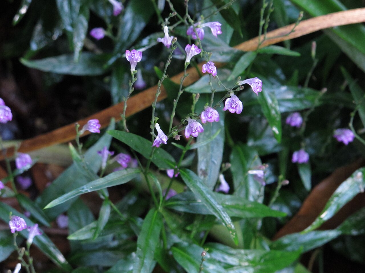Freshcut: Justicia pectoralis, cultivated, private garden, Ft. Lauderdale, Florida, USA.
