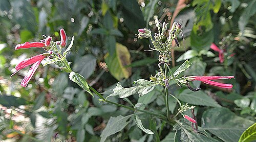 Dianthera secunda: Native to Panama and to northern South America. Photo from El Dorado Reserve, northeastern Colombia. In context at www.dixpix.ca/meso_america/Flora/acanthus/ind