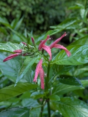 Dianthera secunda (Dianthera secunda)