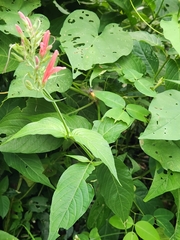 Dianthera secunda (Dianthera secunda)