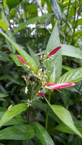 Dianthera secunda (Dianthera secunda)