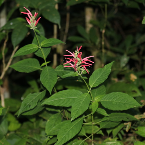 Dianthera secunda (Dianthera secunda)