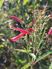 Dianthera secunda (Dianthera secunda)