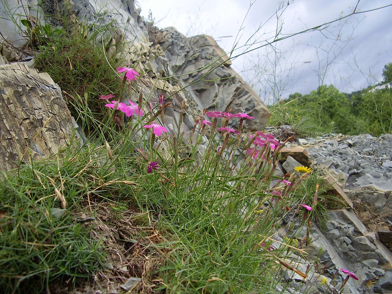 Dianthus acantholimonoides: Dianthus acantholimonoides
