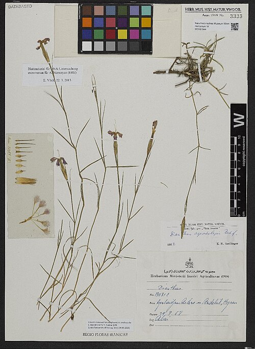 Dianthus agrostolepis: Dianthus agrostolepis — Herbarium specimen from [Iran,] Azerbaidjan, Astara -> Ardebil, Heyran., Iran. Collected by Ahai 13081 E (1968-08-29). Recorded in GBIF 