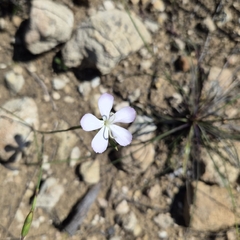 Wild pink (Dianthus albens)