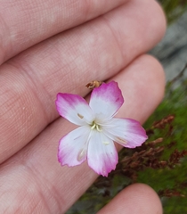 Wild pink (Dianthus albens)