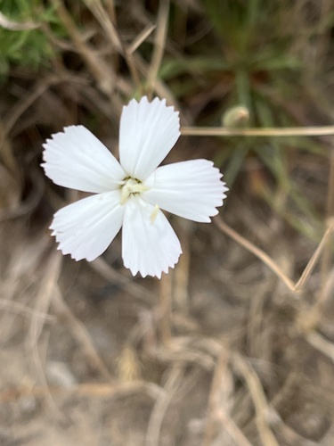 Wild pink (Dianthus albens)