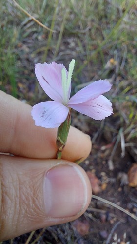 Wild pink (Dianthus albens)
