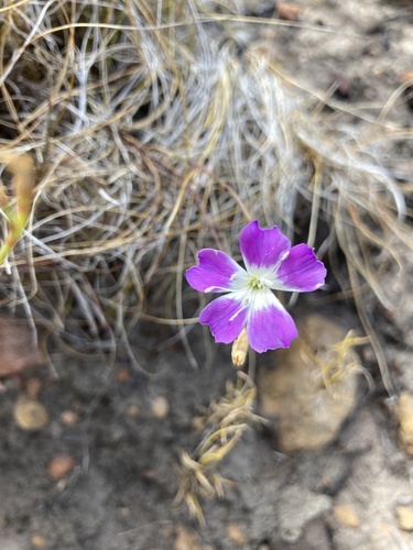Wild pink (Dianthus albens)