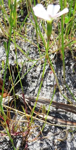 Wild pink (Dianthus albens)