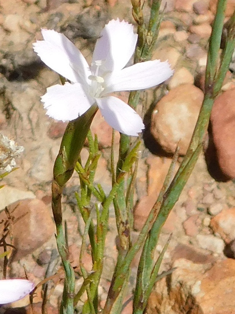 Wild pink (Dianthus albens)