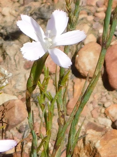 Wild pink (Dianthus albens)